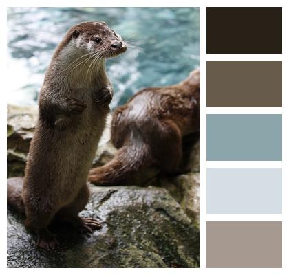 Animal Aquatic Animal Otter Image